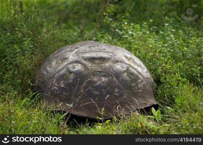 Giant tortoise, Santa Cruz Island, Galapagos Islands, Ecuador