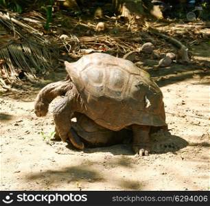 Giant tortoises mating (Megalochelys gigantea) at Seychelles