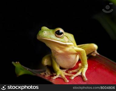 Giant Tree Frog on Red Bromeliad