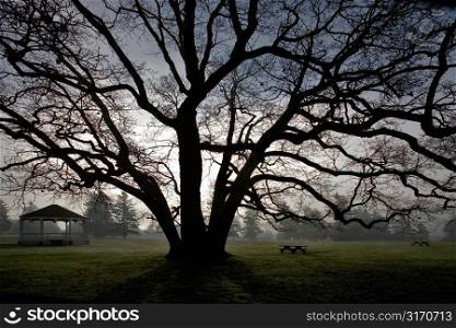 Giant Tree in Grassy Field With Gazebo and Picnic Tables