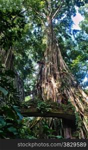giant tree in Ubud monkey forest Bali