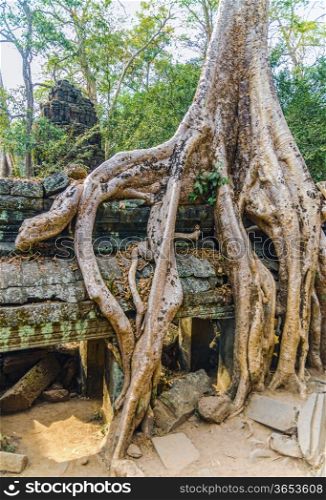 Giant tree on the roof of the tample. Cambodia. Ankor wat