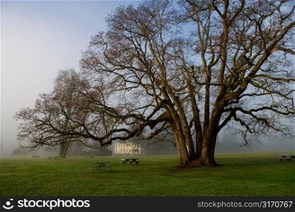 Giant Trees in Grassy Field With Picnic Tables