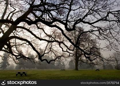 Giant Trees in Grassy Field With Scattered Picnic Tables