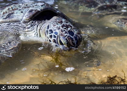 Giant turtle