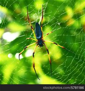 Giant wood spider - Nephila maculata / nephila pilipes, the Golden Orb Weaver or Banana Spider at Seychelles, Mahe.