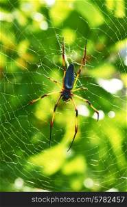 Giant wood spider - Nephila maculata / nephila pilipes, the Golden Orb Weaver or Banana Spider at Seychelles, Mahe.