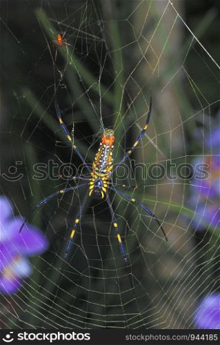 GIANT WOOD SPIDER, Nephila sp. Common in the lowland forest of NE India. Assam. India