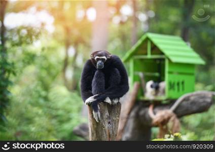 Gibbon black sitting on tree forest in the national park / Hylobates lar