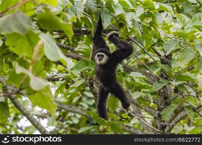 Gibbon searching for fruit in the tree
