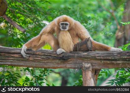 Gibbon sits on timber and green trees.
