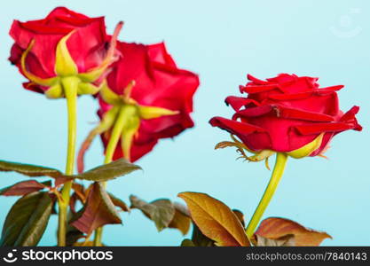 Gift for special occasion. Beautiful bouquet of blossoming red roses flowers as symbol of love on blue.