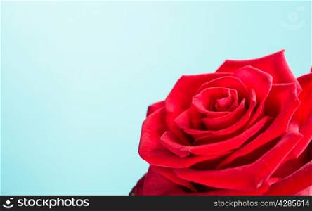 Gift for special occasion. Closeup of beautiful blossoming red rose flower as symbol of love on blue.