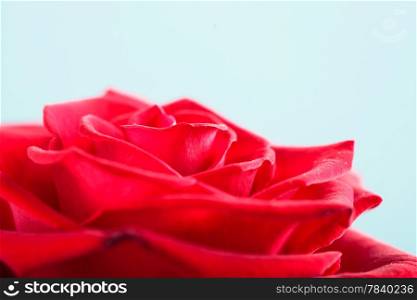 Gift for special occasion. Closeup of beautiful blossoming red rose flower as symbol of love on blue.