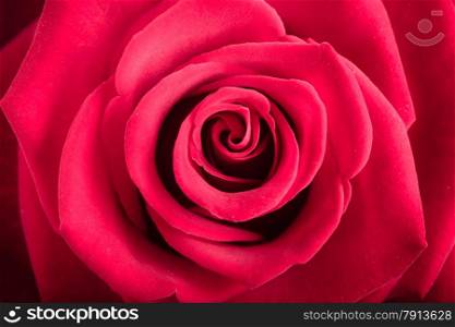 Gift for special occasion. Closeup of beautiful blossoming red rose flower as love or nature background