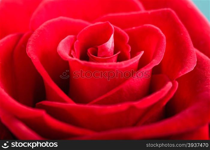 Gift for special occasion. Closeup of beautiful blossoming red rose flower as love background