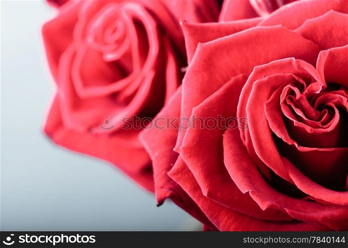 Gift for special occasion. Closeup of beautiful blossoming red roses flowers as symbol of love on gray