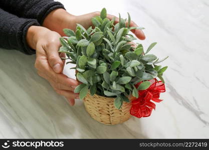 gift giving,man hand holding plant vase in a gesture of giving on white gray marble table background