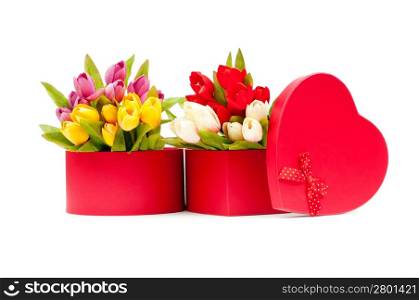 Giftbox and tulips isolated on white