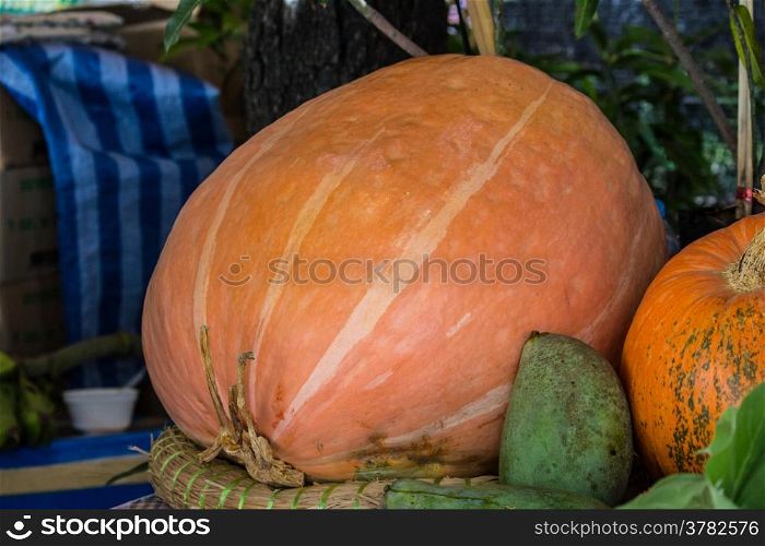 Gigantic pumpkin