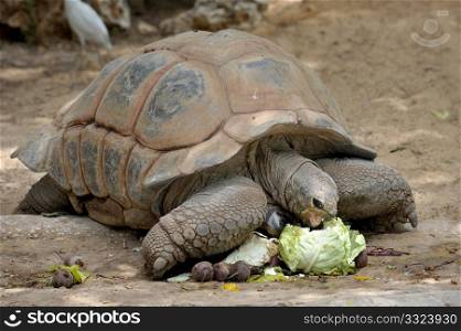 Gigantskoya turtle at the zoo for a meal