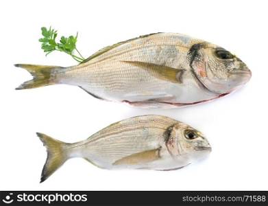 Gilt-head bream in front of white background