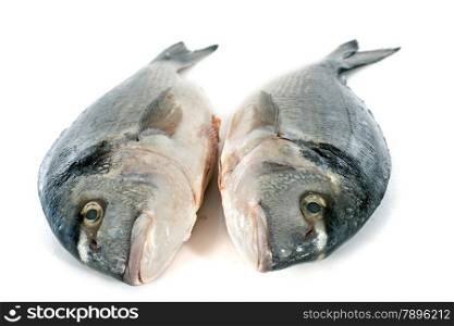 Gilt-head bream in front of white background