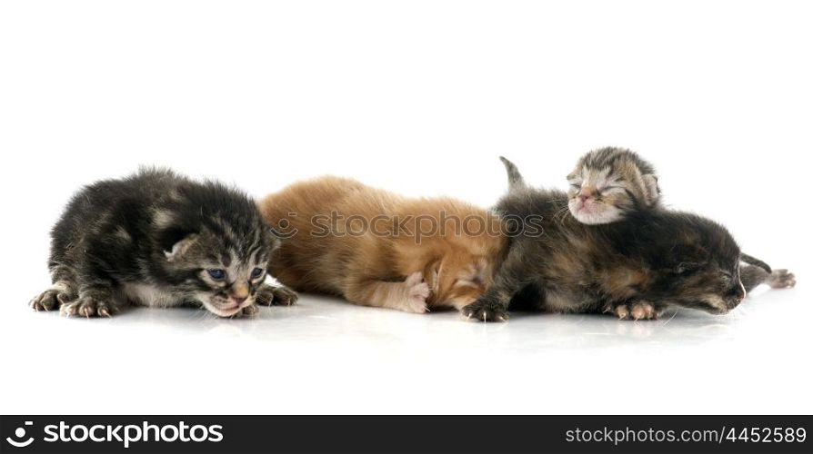 ginger and tabby kitten in front of white background