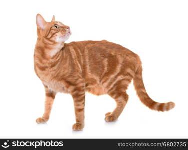 ginger cat in front of white background