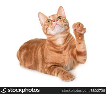 ginger cat in front of white background