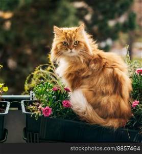 Ginger fluffy cat on balcony with flowers Spring or summer time. Urban gardening. Ginger cat on balcony with flowers