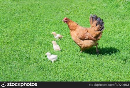 Ginger hen walks with young chickens on green grass outdoors