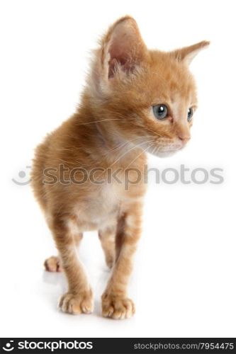 ginger kitten in front of white background
