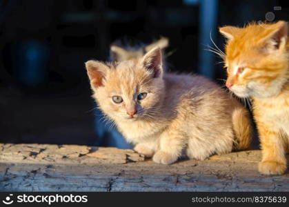 Ginger kittens sit on a wooden doorstep and bask in the morning sun. Offspring of a domestic cat. Life of a cat on a farm.