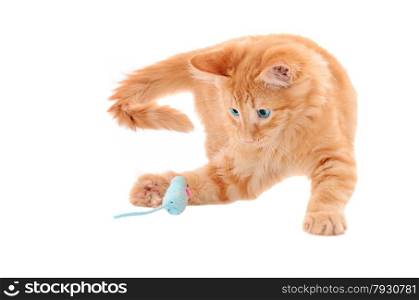 Ginger tabby kitten playing with a blue toy mouse on a white background