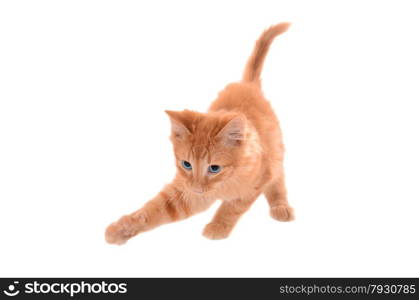 Ginger Tabby Kitten With Blye Eyes Playing On a White Background