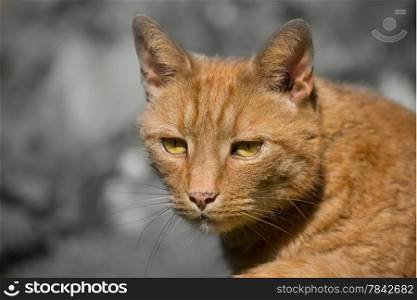 Ginger tom cat, domestic with green eyes