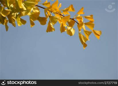 Gingko leaves in fall