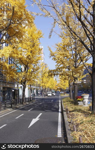 Gingko trees