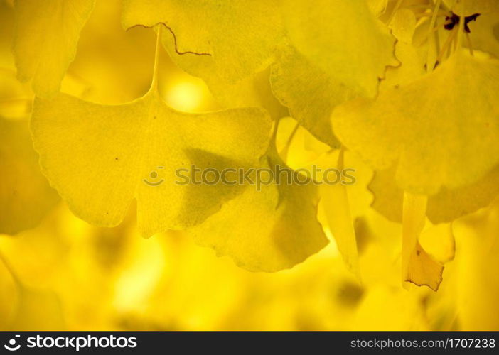 Ginkgo