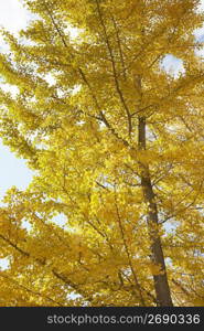 Ginkgo