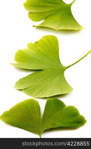 Ginkgo biloba.