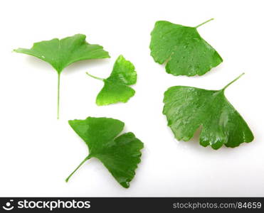 Ginkgo biloba. Ginkgo biloba isolated on white