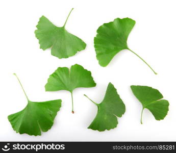 Ginkgo biloba. Ginkgo biloba on white background