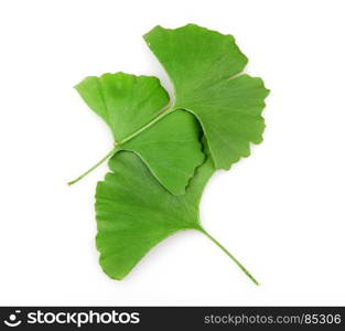 Ginkgo biloba. Ginkgo biloba on white background