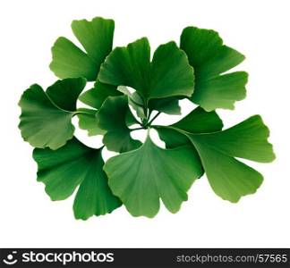 Ginkgo Biloba isolated on a white background as a symbol for traditional medicine representing natural medicinal benefits as a homeopathy symbol for memory or cognitive function.
