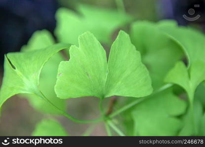 Ginkgo Biloba Leaf