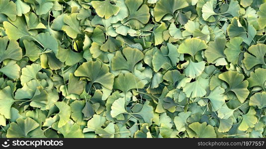 Ginkgo Biloba leaf background as a herbal medicine concept and natural phytotherapy medication symbol for healing.