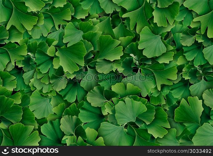 Ginkgo Biloba leaf background as a herbal medicine concept and natural phytotherapy medication symbol for healing.. Ginkgo Biloba Background