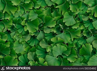 Ginkgo Biloba leaf background as a herbal medicine concept and natural phytotherapy medication symbol for healing.. Ginkgo Biloba Background